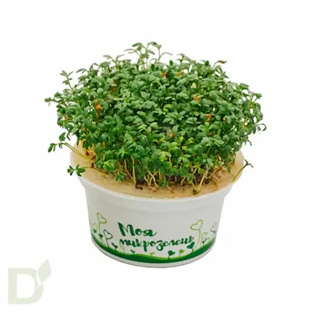 Набор для выращивания Здоровья клад Рукола